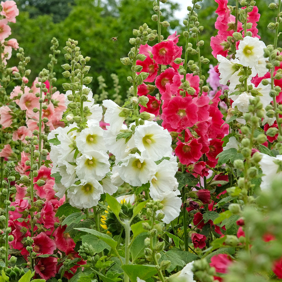 Stockrose Antwerp Stars Mischung - Alcea ficifolia - Willemse