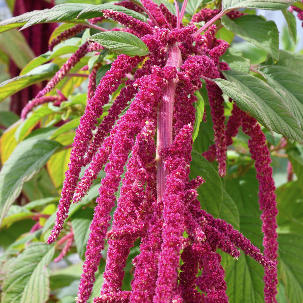 Roter Fuchsschwanz - Amaranthus caudatus - Willemse