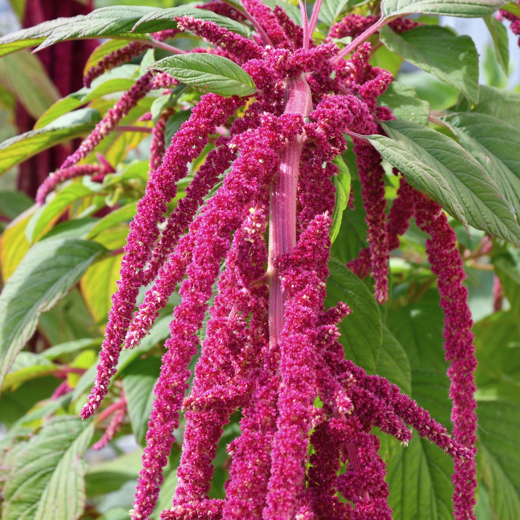 Roter Fuchsschwanz - Amaranthus caudatus - Willemse