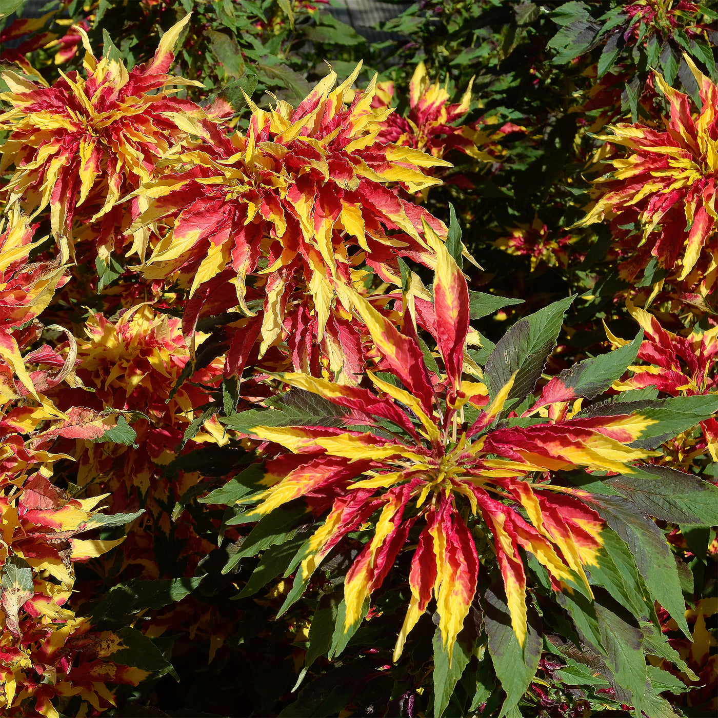 Essbare Amaranth 'Garden Select' - Amaranthus gangeticus Splendens Perfecta - Willemse