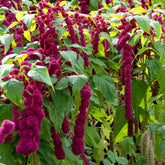 Amaranthus gibbeus - Fuchsschwanz Dreadlocks - Willemse