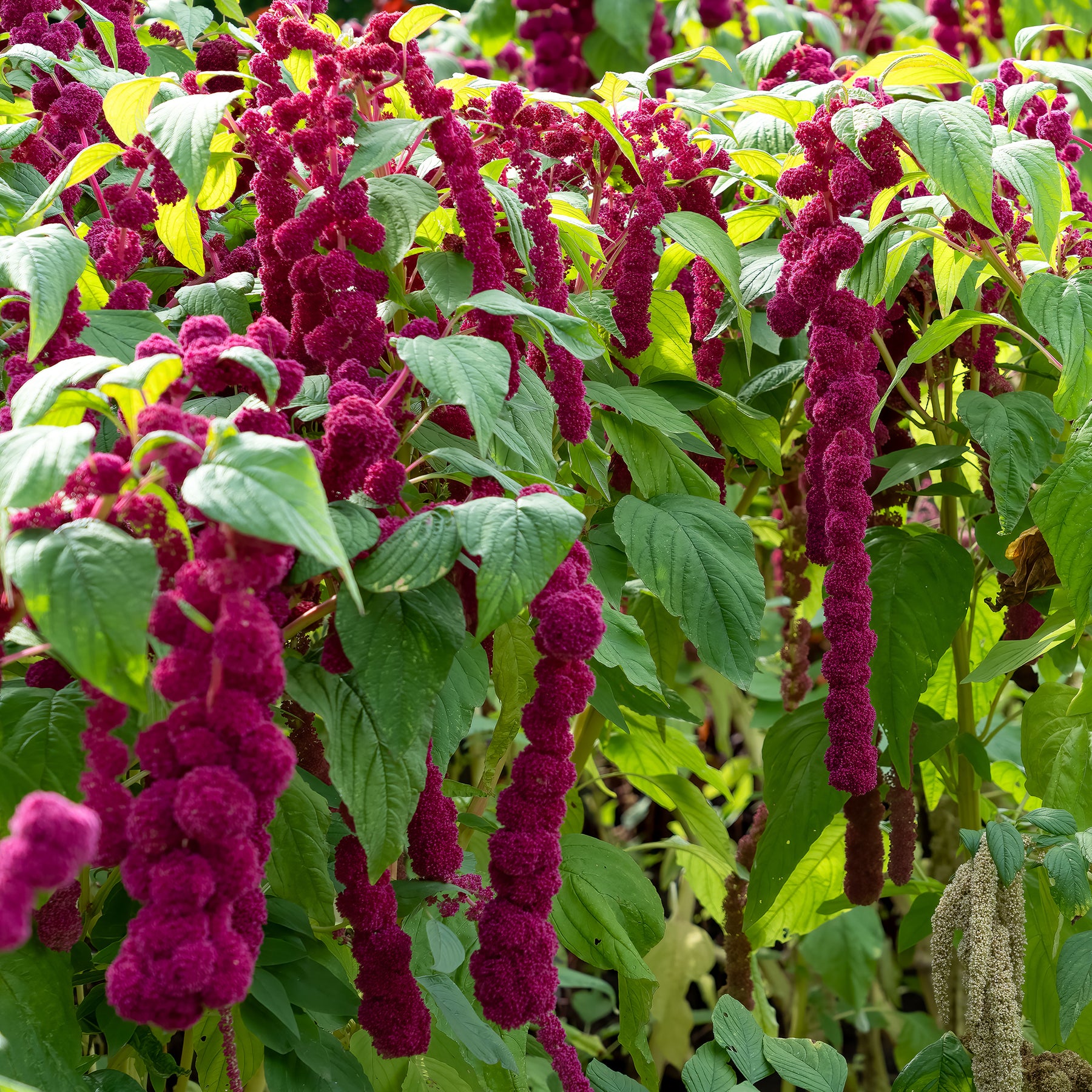 Amaranthus gibbeus - Fuchsschwanz Dreadlocks - Willemse