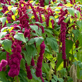 Amaranthus gibbeus - Fuchsschwanz Dreadlocks - Willemse