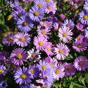 Aster alpinus - Alpenaster Mischung - Astern