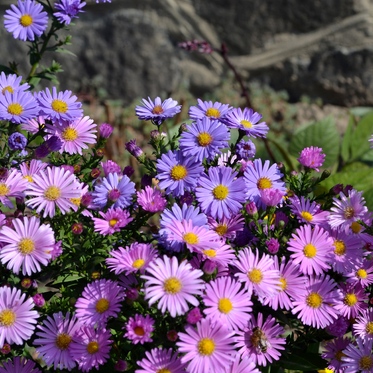 Alpenaster Mischung - Aster alpinus - Willemse