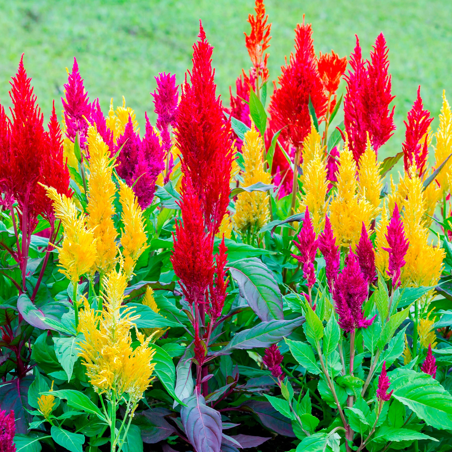 Federbusch-Celosie Mischung - Celosia argentea plumosa - Willemse