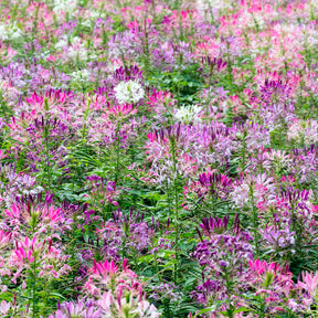 Cleome spinosa - Spinnenblume 'Colour Fountain' Mischung - Cleome - Spinnenblume