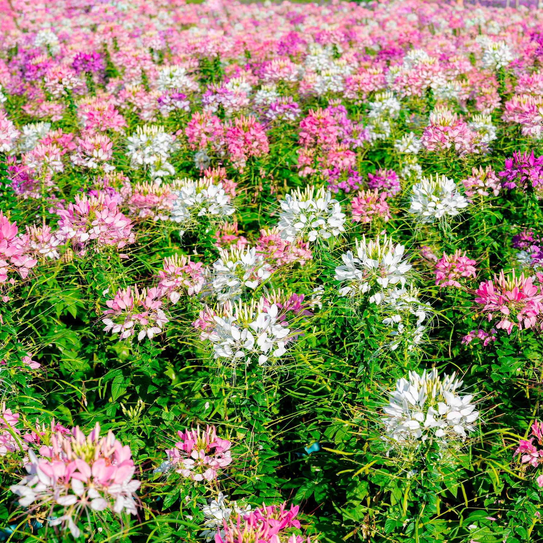 Cleome - Spinnenblume - Spinnenblume 'Colour Fountain' Mischung - Cleome spinosa