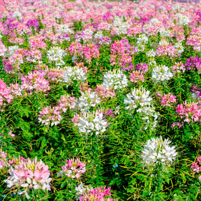 Cleome - Spinnenblume - Spinnenblume 'Colour Fountain' Mischung - Cleome spinosa