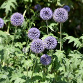 Ruthenische Kugeldistel - Echinops ritro - Willemse