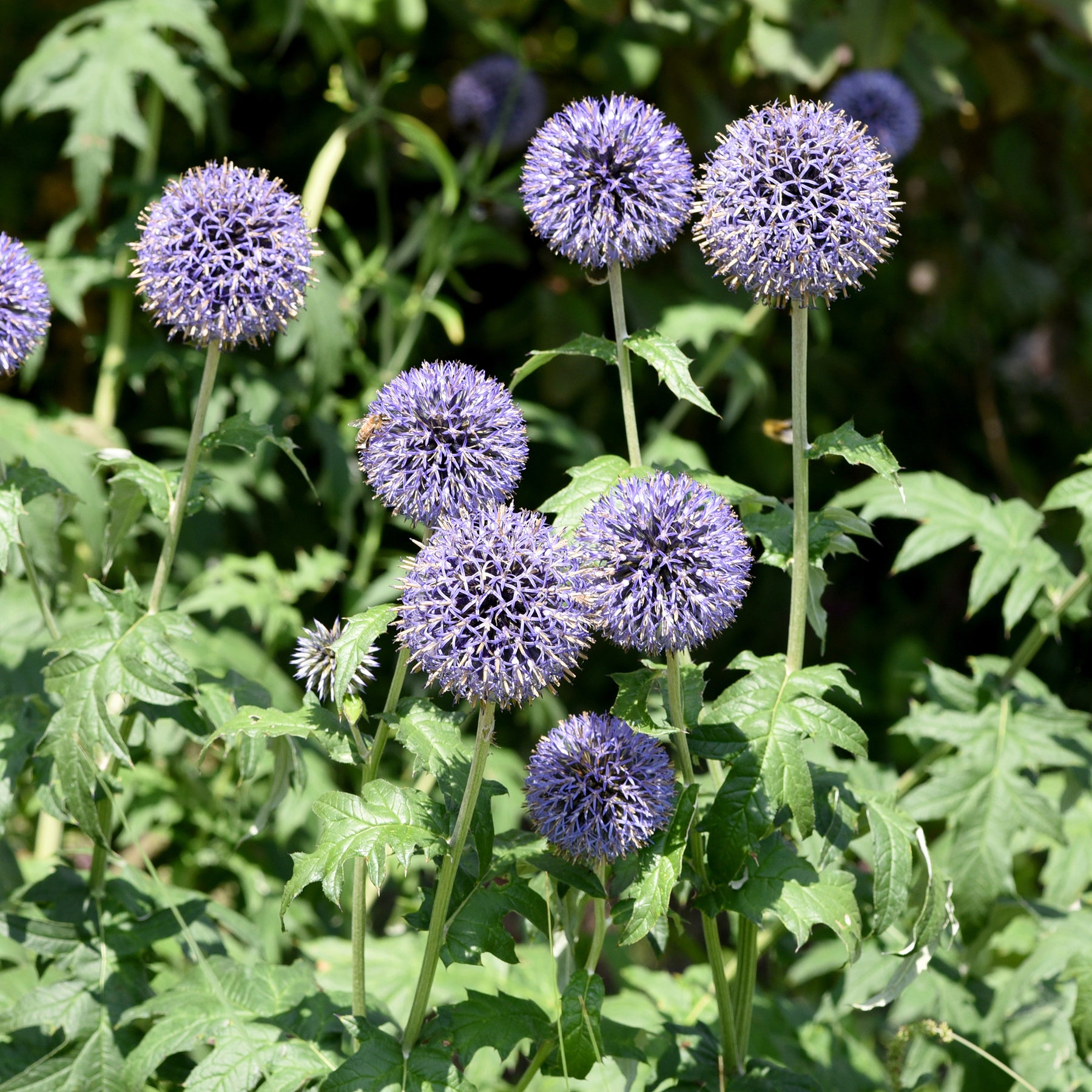 Ruthenische Kugeldistel - Echinops ritro - Willemse
