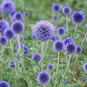 Ruthenische Kugeldistel - Willemse