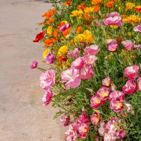 Kalifornischer Mohn gefüllt Mischung - Eschscholzia californica - Willemse