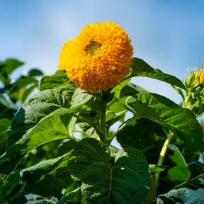 Sonnenblume Teddy Bear - Willemse