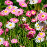 Strohblumen Australien Mischung - Helipterum roseum - Willemse