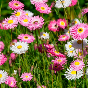 Strohblumen Australien Mischung - Helipterum roseum - Willemse