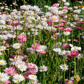 Strohblumen Australien Mischung - Willemse