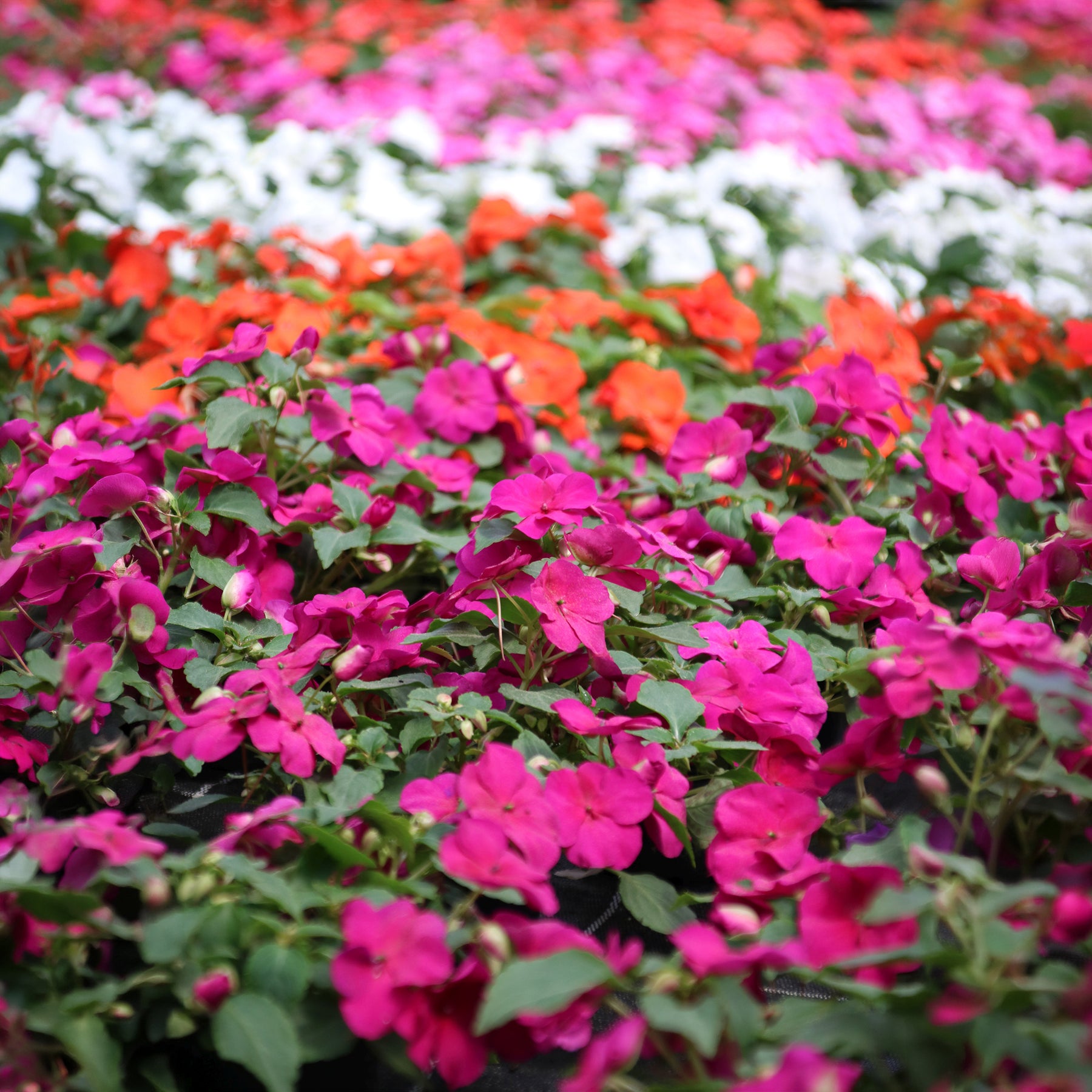 Fleißiges Lieschen Colour Cocktail Mix F2 - Impatiens walleriana - Willemse