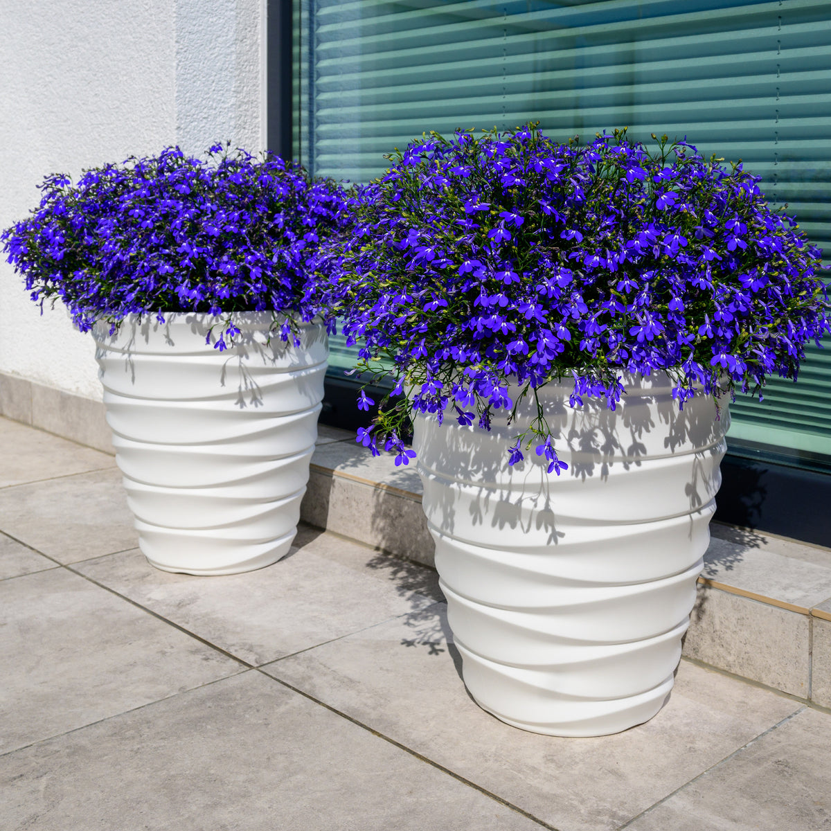 Männertreu ‘Emperor William’ - Willemse