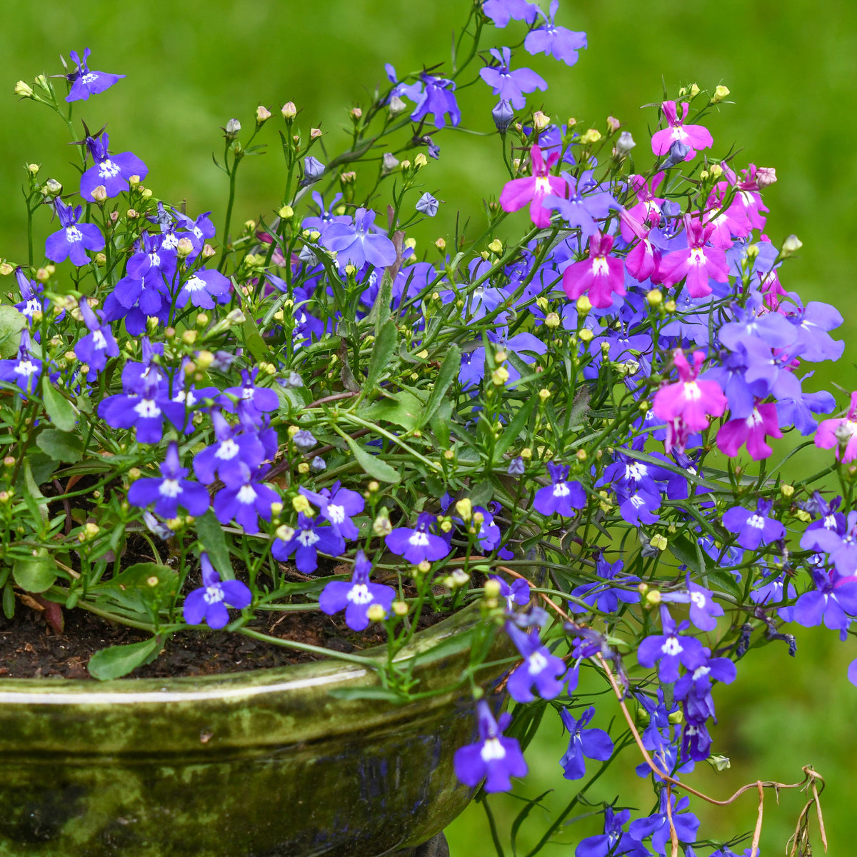 Hänge-Lobelien Mischung - Lobelia erinus pendula - Willemse