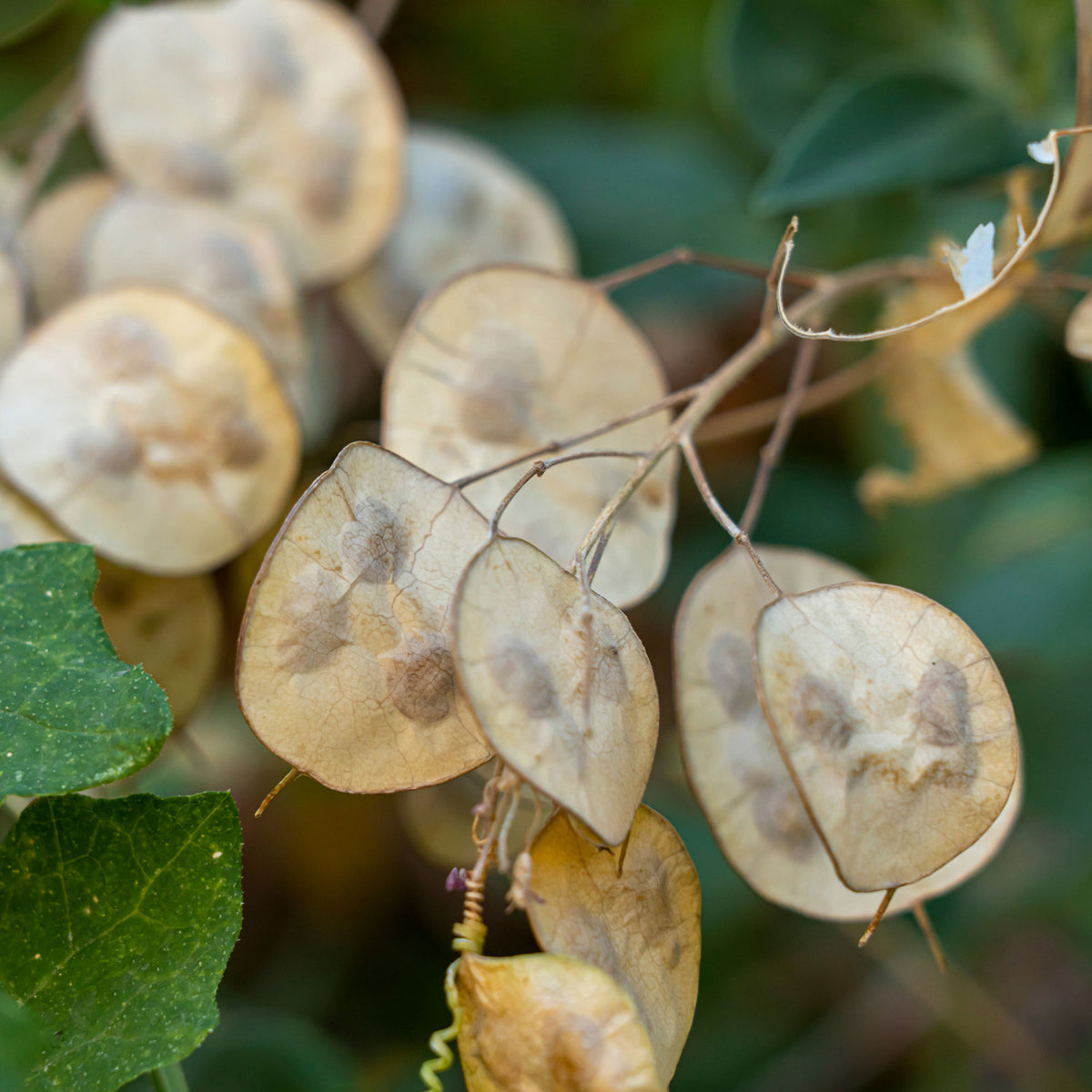 Silberblatt Mischung (einjährig) - Lunaria biennis annua - Willemse