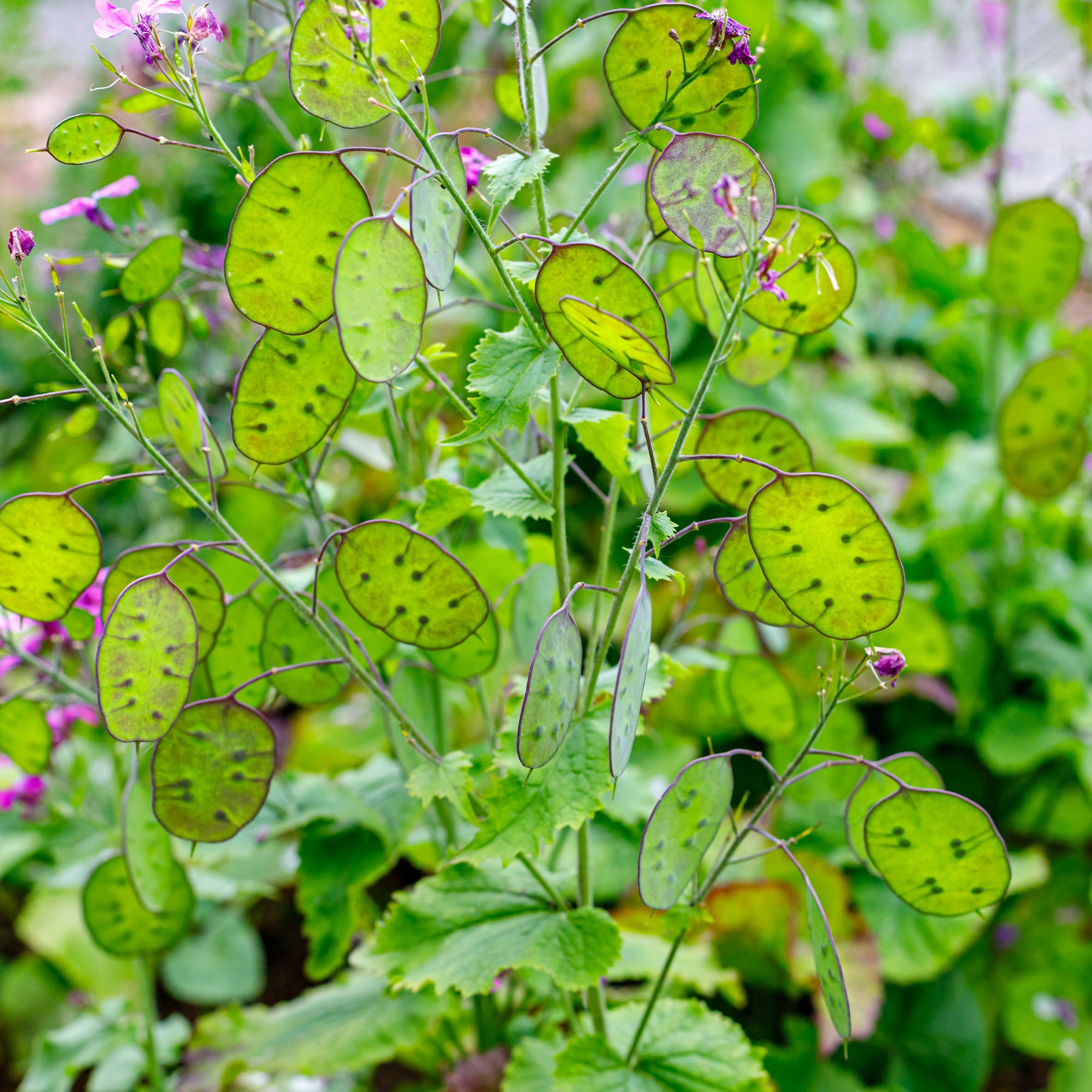 Lunaria biennis annua - Silberblatt Mischung (einjährig) - Samen für Blumenbeete und -ränder