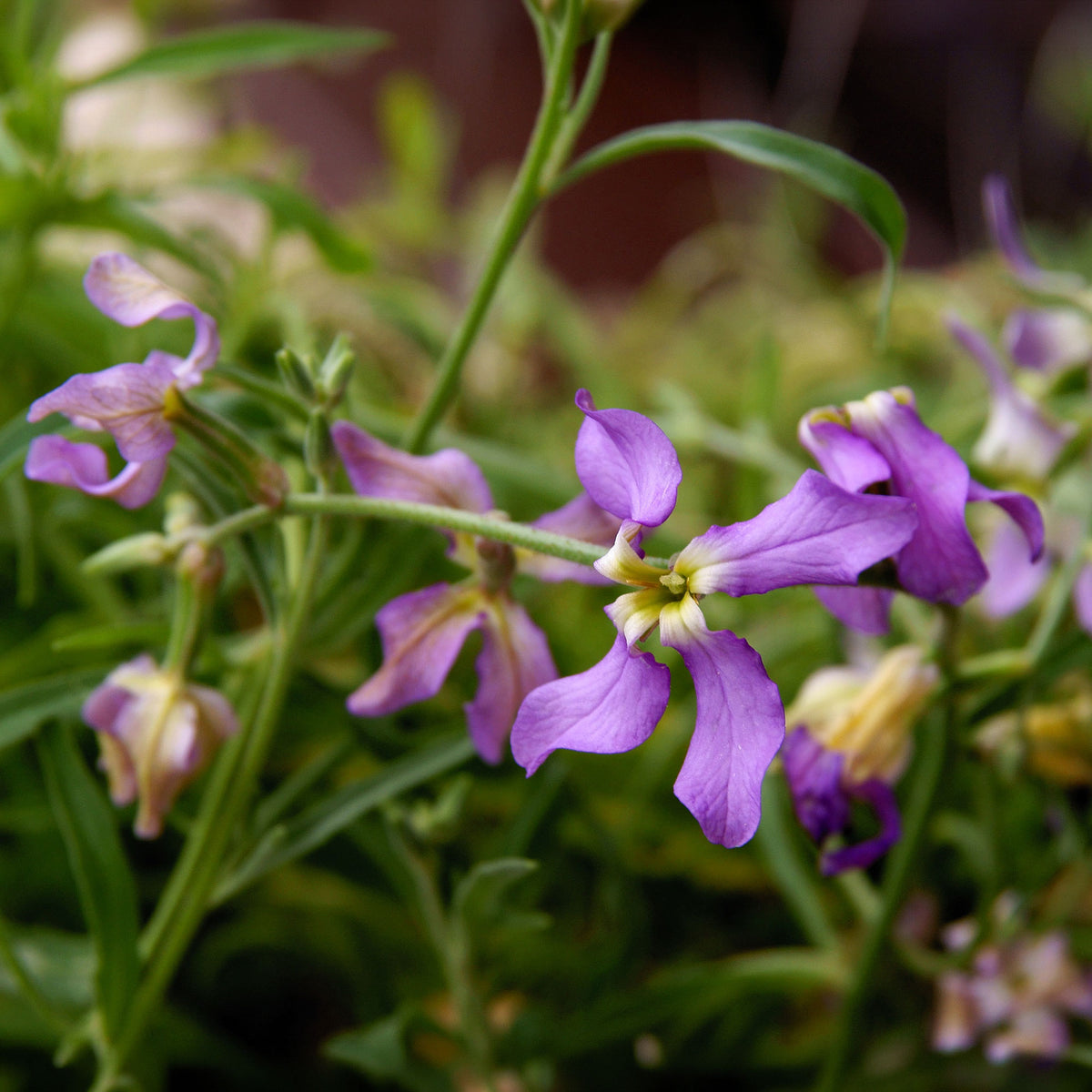 Levkojen Scentsation Mischung - Matthiola longipetala bicornis - Willemse