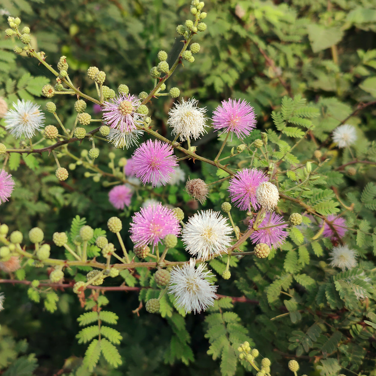 Mimose - Mimosa pudica - Willemse