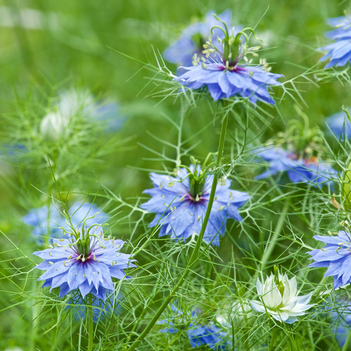 Jungfer im Grünen ‘Miss Jekyll Blue’