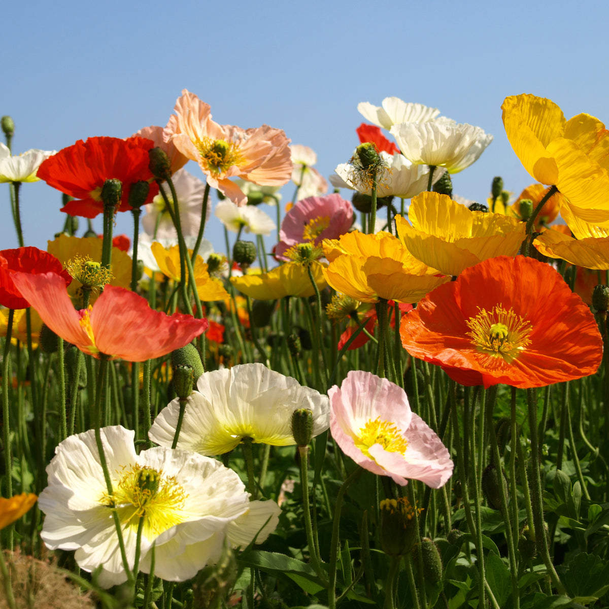 Islandmohn ‘Artist’s Glory’ Mischung - Papaver nudicaule - Willemse