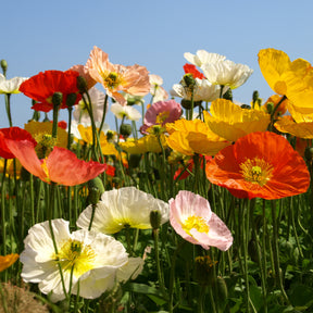 Islandmohn ‘Artist’s Glory’ Mischung - Papaver nudicaule - Willemse
