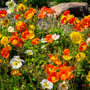Islandmohn ‘Artist’s Glory’ Mischung - Willemse