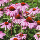 Purpur-Sonnenhut - Echinacea purpurea - Willemse