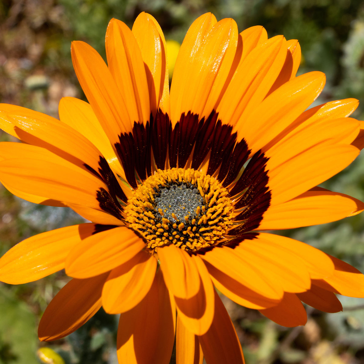 Venidium 'Prince of Orange' - Willemse