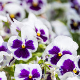 Viola x wittrockiana silverbride - Schweizer Riesen Stiefmütterchen Silverbride - Terrasse und Balkon