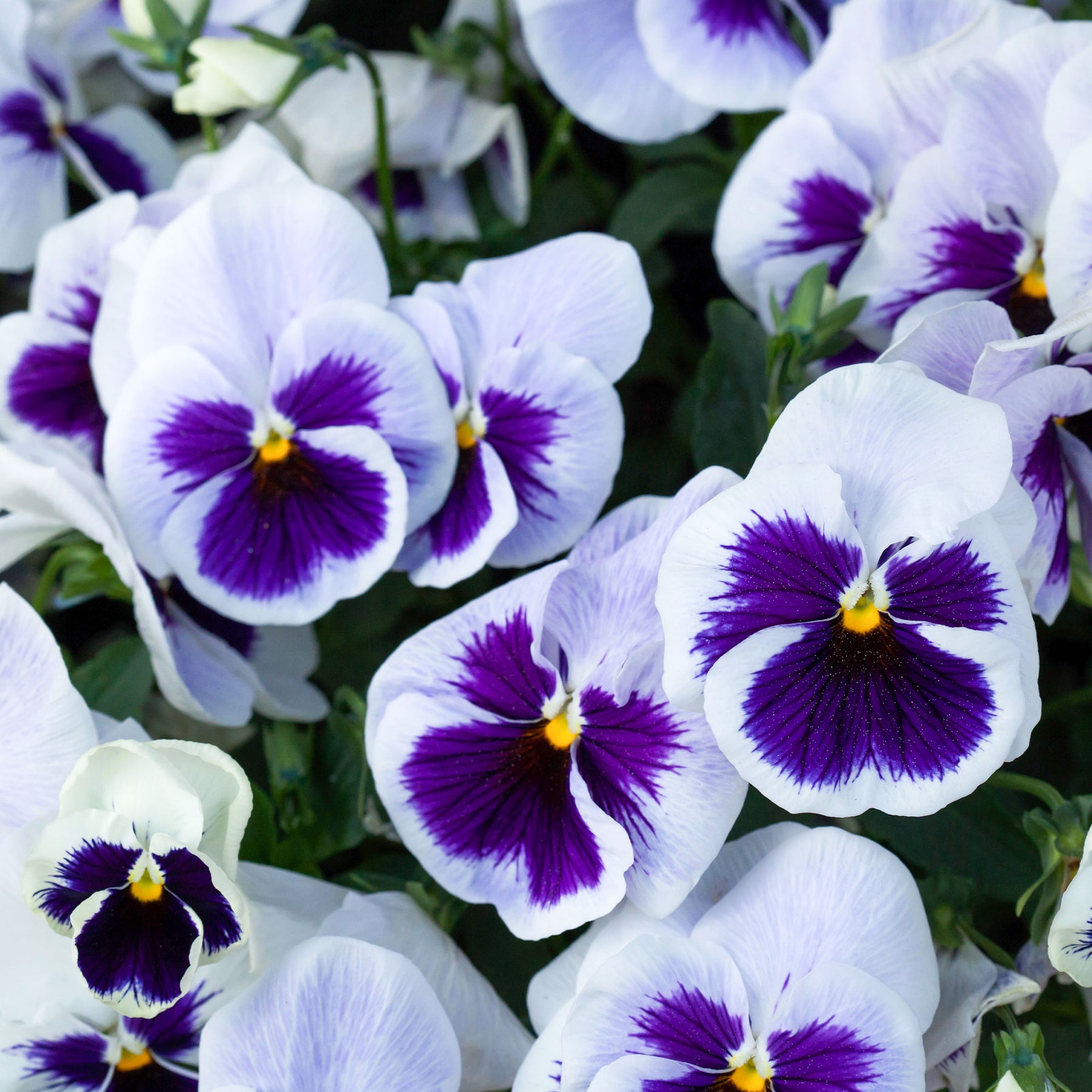 Schweizer Riesen Stiefmütterchen Silverbride - Viola x wittrockiana silverbride - Willemse