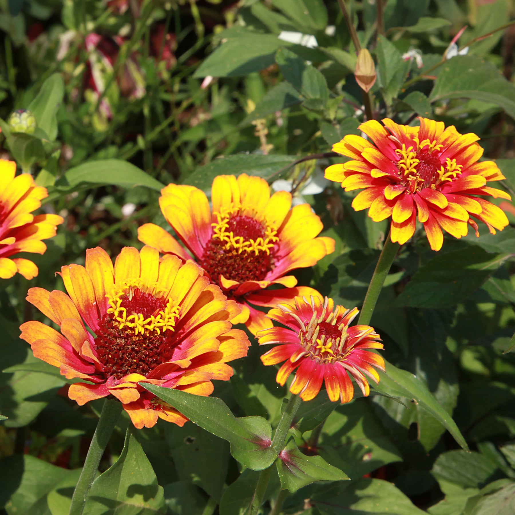 Zinnie 'Caroussel' gefüllt Mischung - Zinnia elegans - Willemse