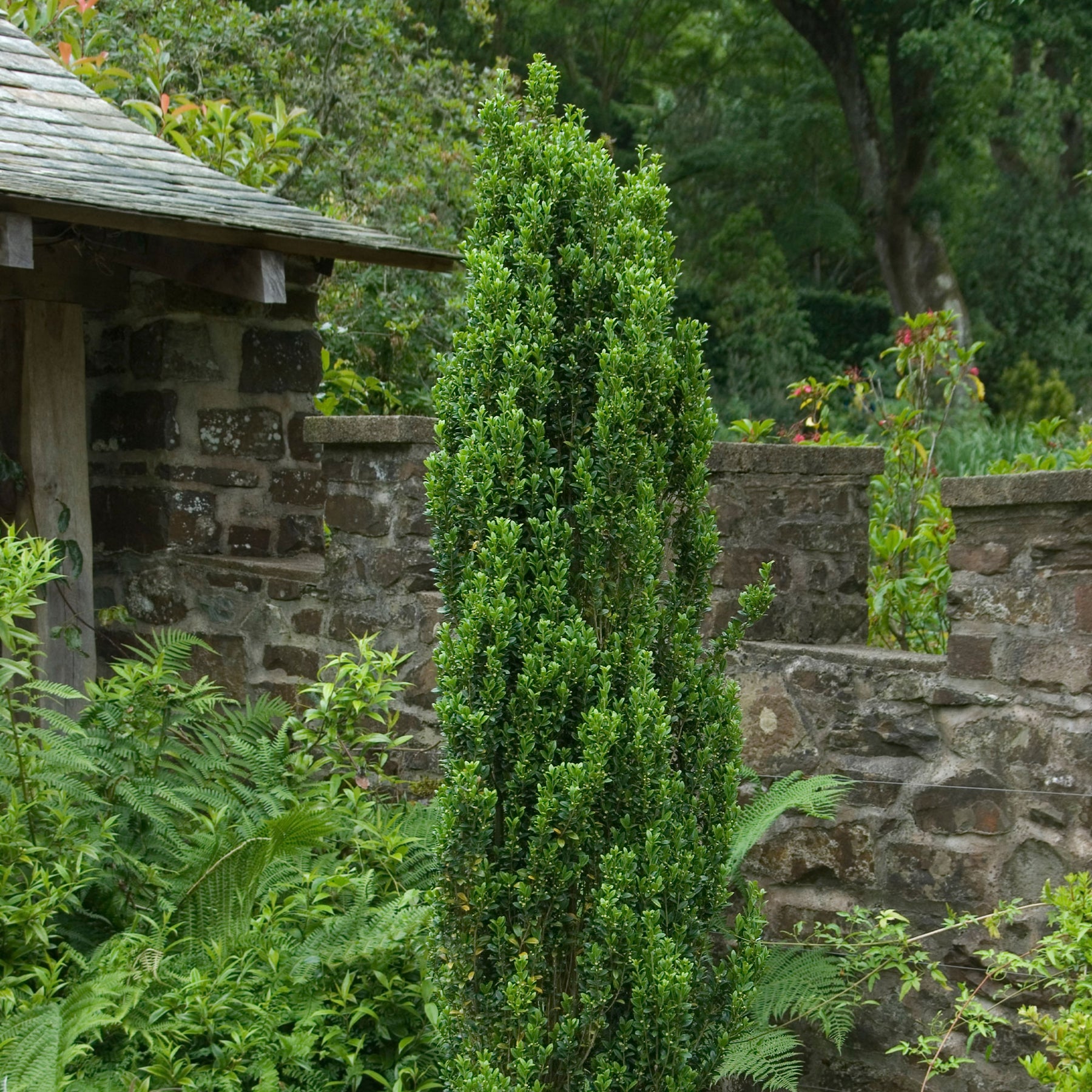 Japanische Stechpalme Fastigiata - Willemse