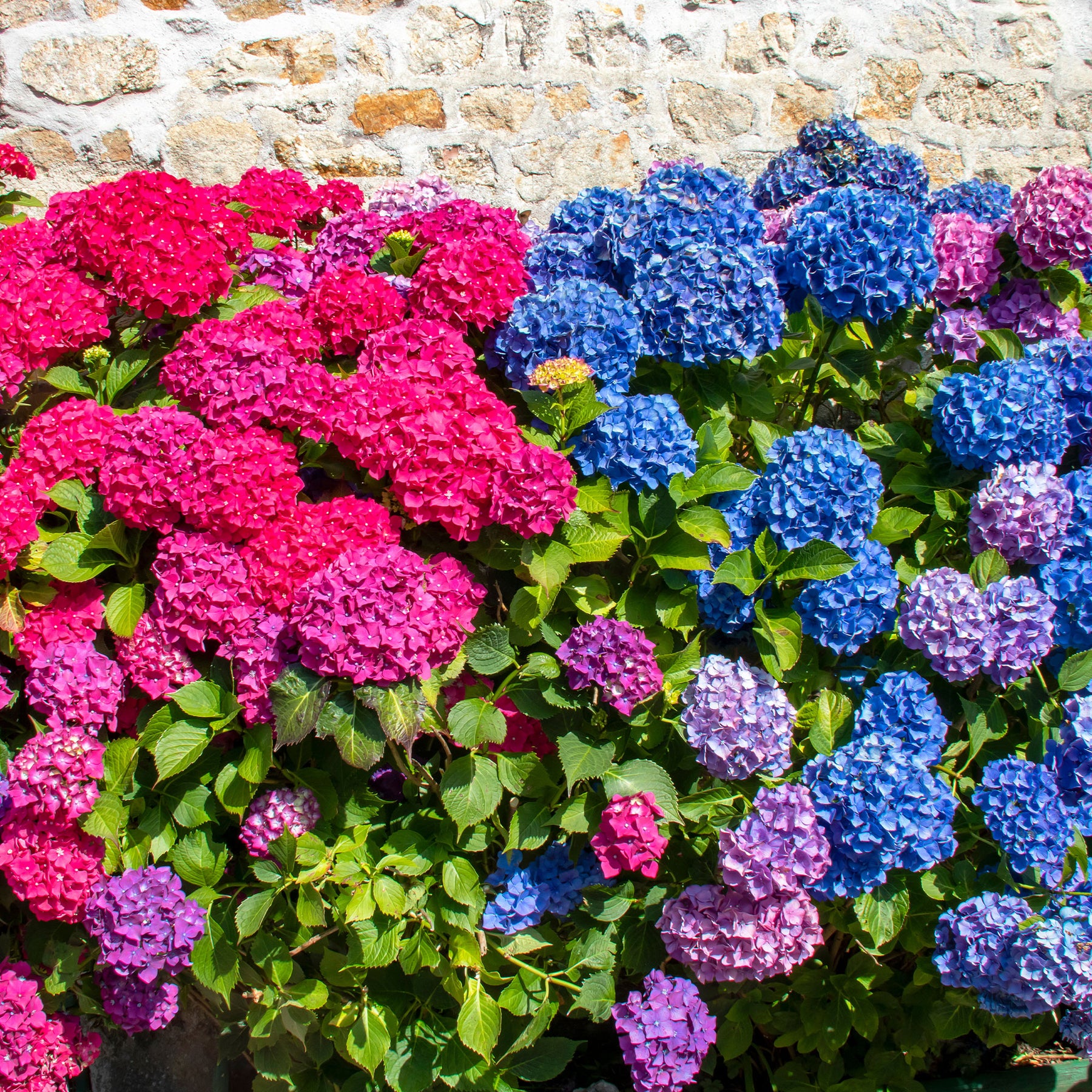 Hortensien-Kollektion rot & blau (x4) - Hydrangea macrophylla - Willemse
