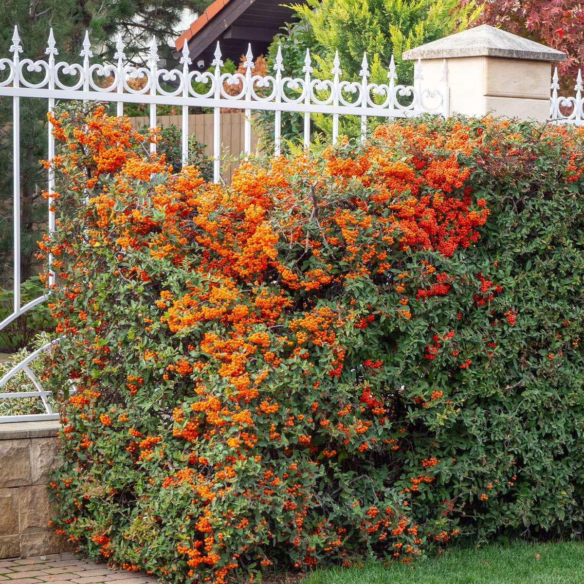 Feuerdorn ‘Saphyr Orange’® - Pyracantha  saphyr ® orange'cadange' - Willemse