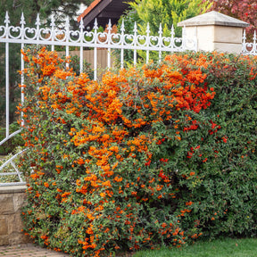 Feuerdorn ‘Saphyr Orange’® - Pyracantha  saphyr ® orange'cadange' - Willemse