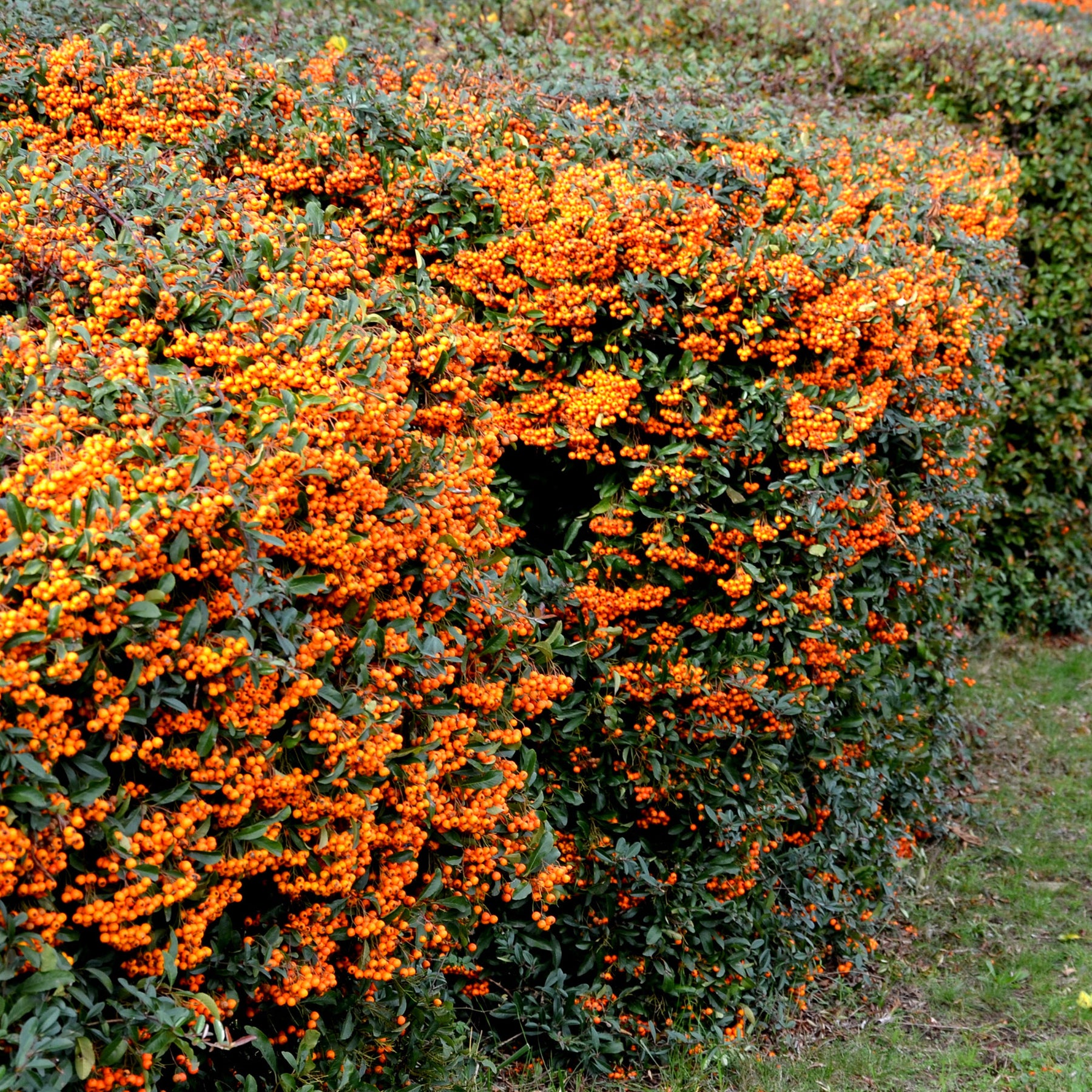 Pyracantha  saphyr ® orange cadange - Feuerdorn ‘Saphyr Orange’® - Immergrüne Pflanzen