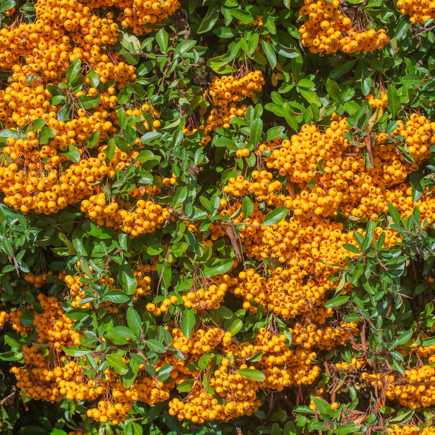 Feuerdorn ‘Saphyr Orange’® - Pyracantha  saphyr ® orange cadange - Willemse