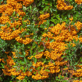 Feuerdorn ‘Saphyr Orange’® - Pyracantha  saphyr ® orange cadange - Willemse