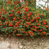 Feuerdorn ‘Saphyr® Rouge Cadrou’ - Pyracantha  saphyr ® rouge'cadrou' - Willemse