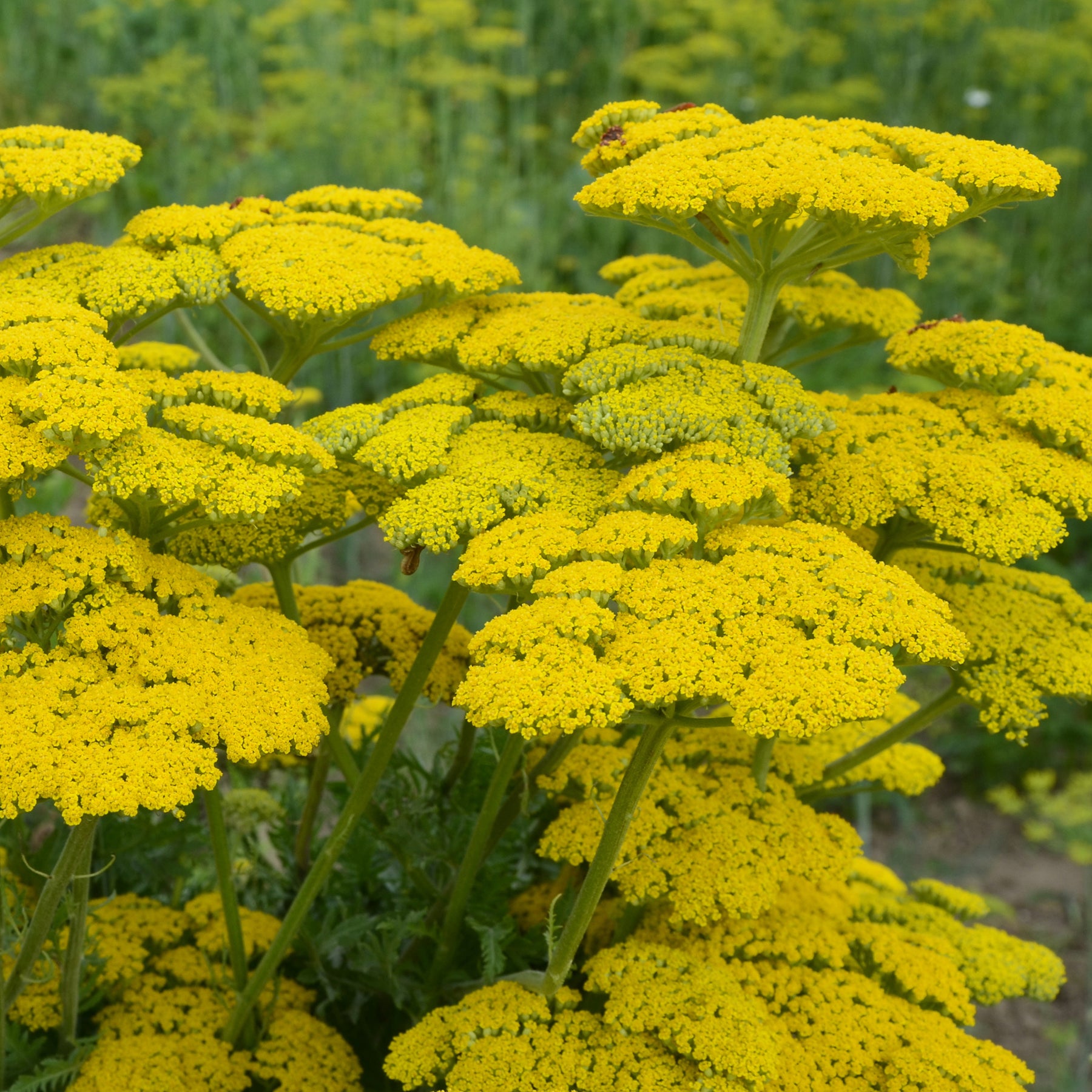Achillea filipendulina Cloth of Gold - Schafgarbe ‘Cloth of Gold’ - Schafgarbe
