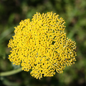 Schafgarbe - Schafgarbe ‘Cloth of Gold’ - Achillea filipendulina Cloth of Gold