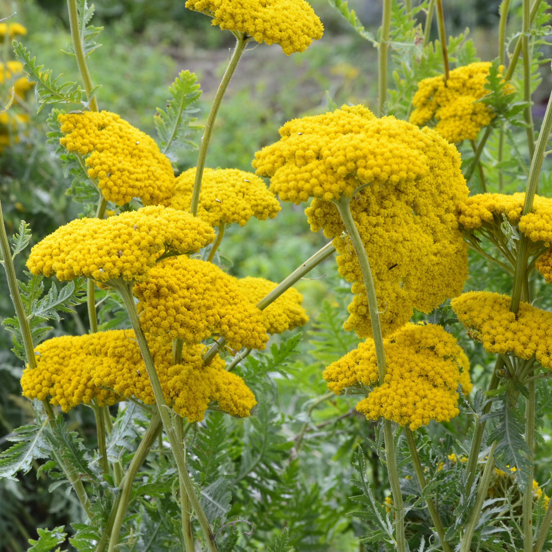 Schafgarbe ‘Cloth of Gold’ - Achillea filipendulina Cloth of Gold - Willemse
