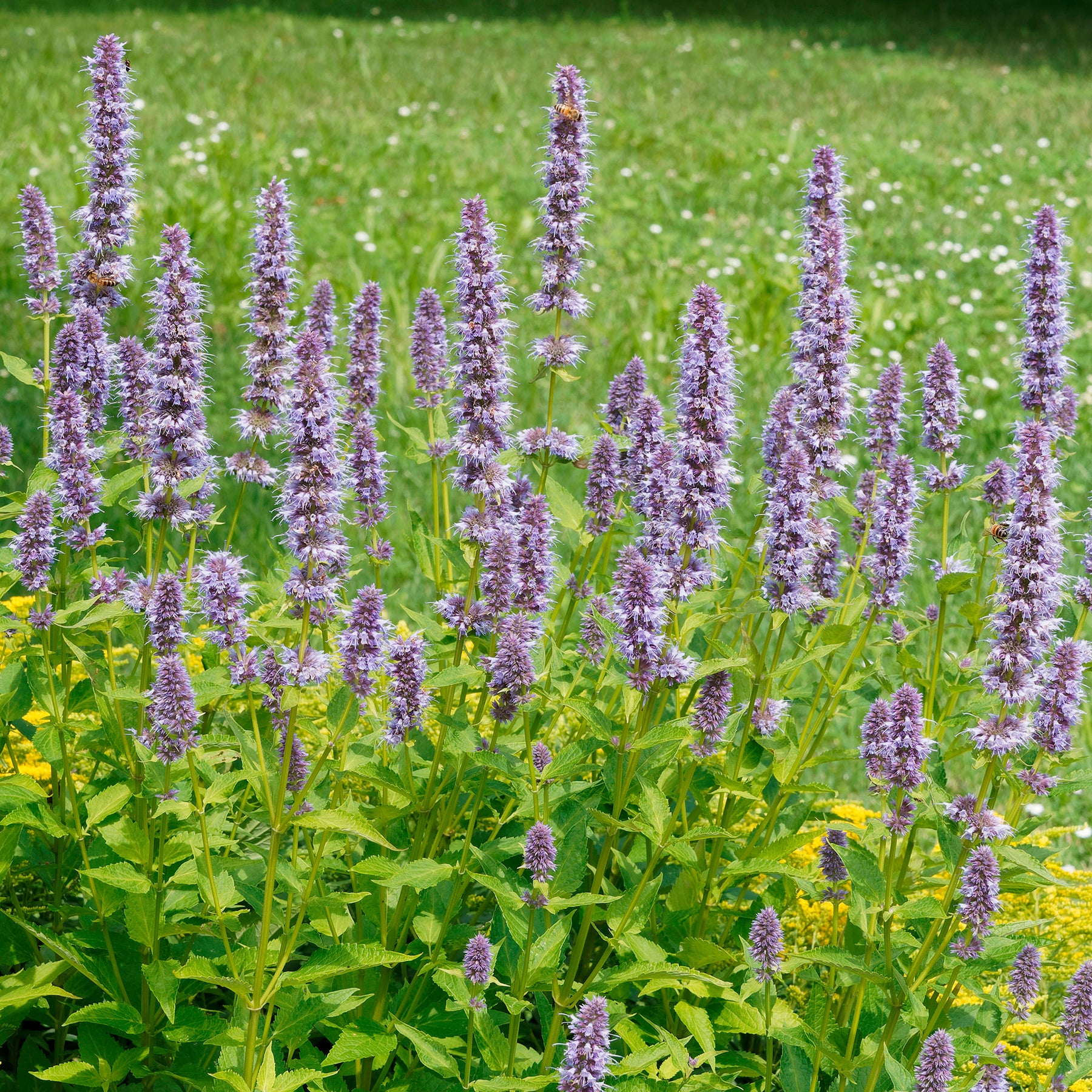 Anis-Duftnessel - Willemse