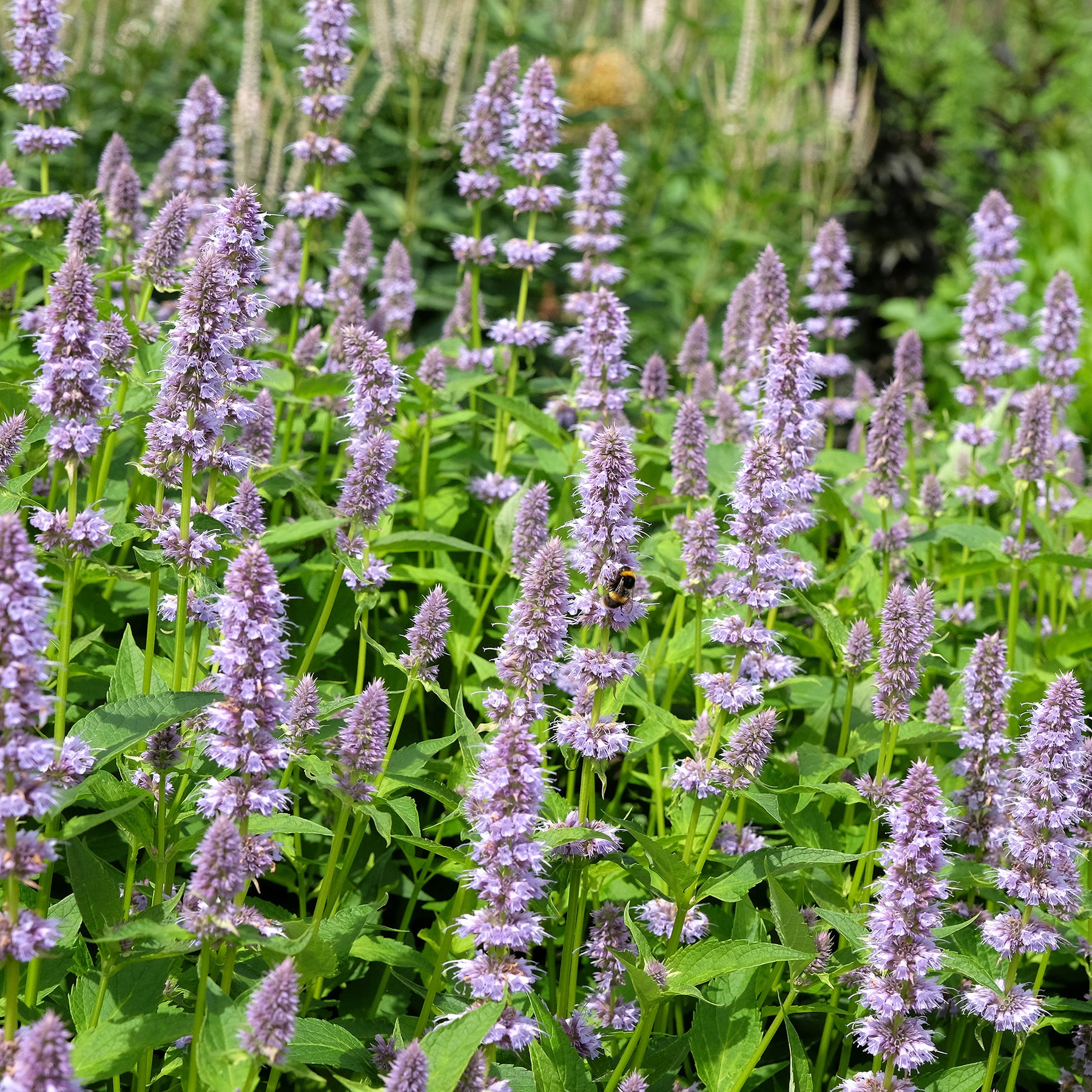 Anis-Duftnessel - Agastache foeniculum - Willemse